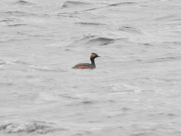 Black-necked Grebe
