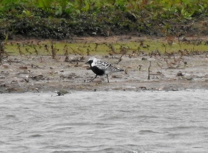 Grey Plover