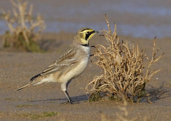 Shorelark
