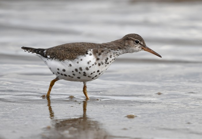 Spotted Sandpiper