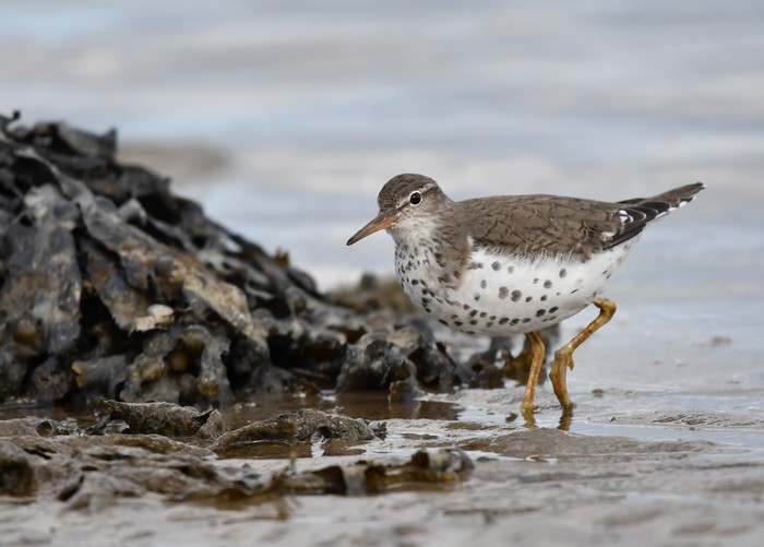 Spotted Sandpiper
