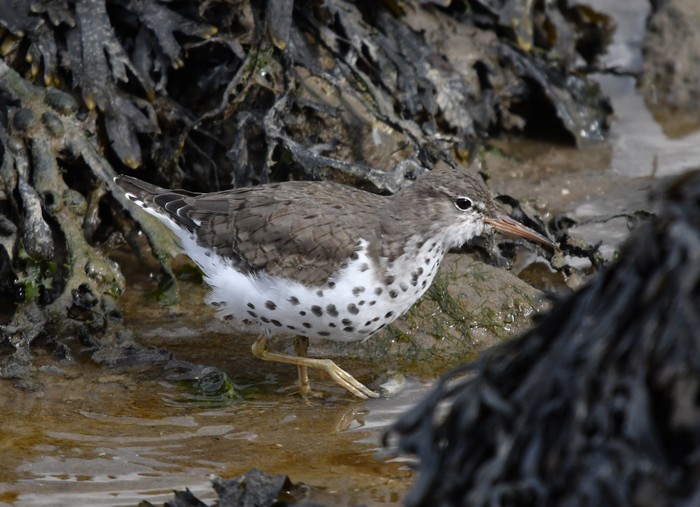 Spotted Sandpiper
