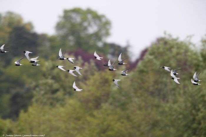 Black Tern