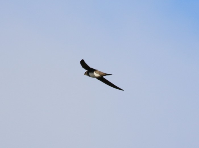 Alpine Swift