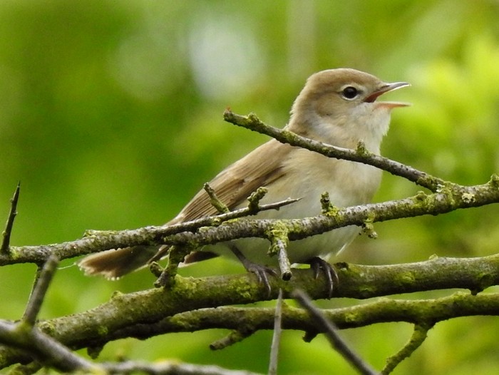 Garden Warbler