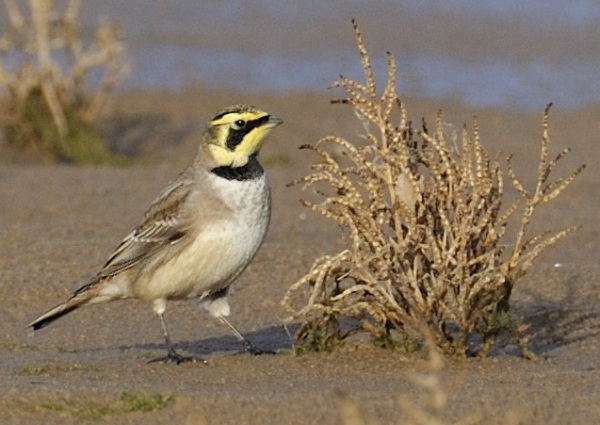 Shorelark