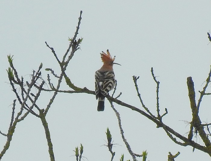 Hoopoe