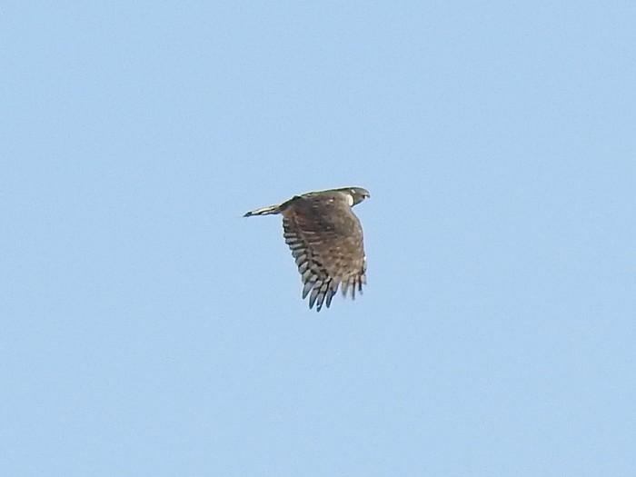 Goshawk