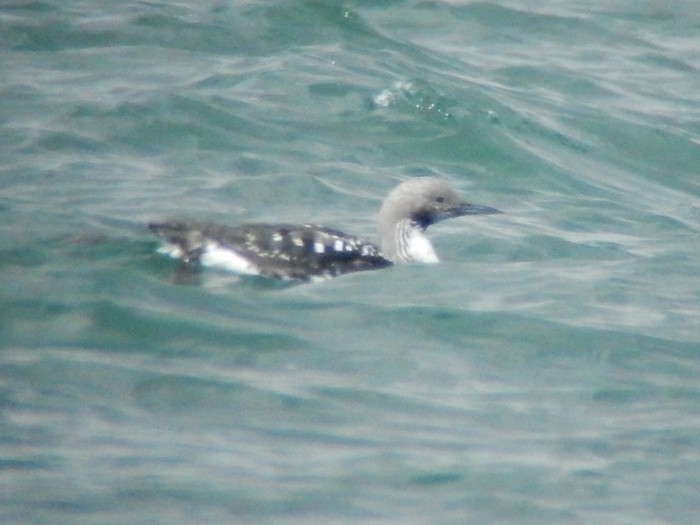 Black-throated Diver