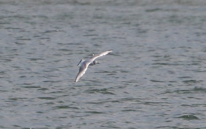 Bonaparte's Gull