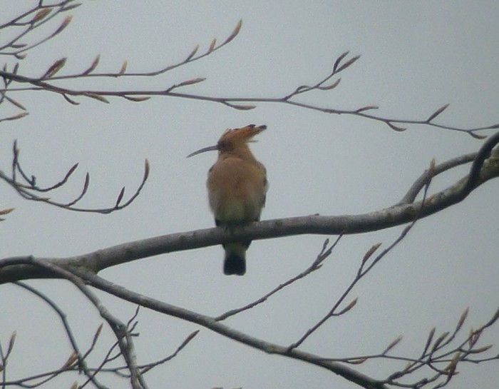 Hoopoe