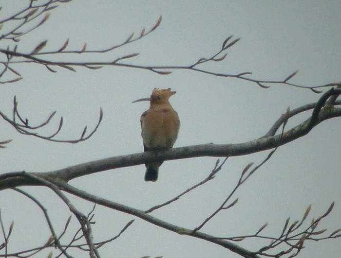 Hoopoe
