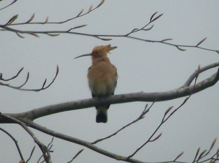 Hoopoe