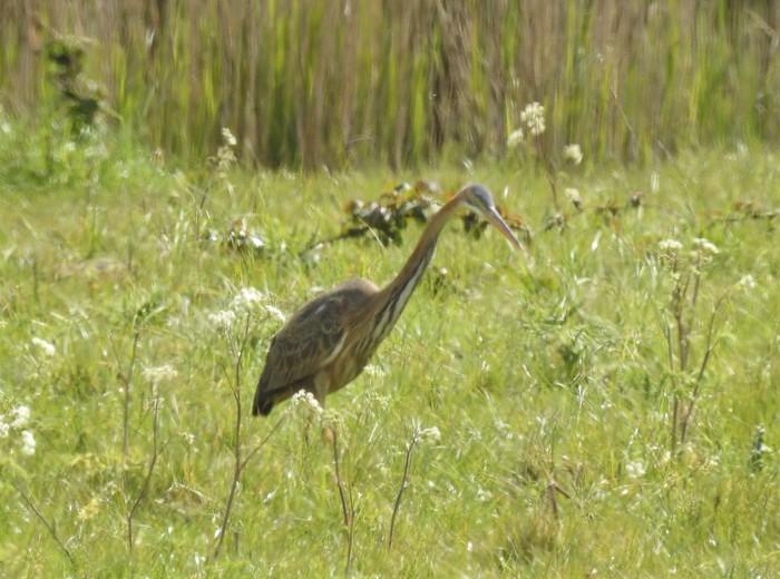 Purple Heron