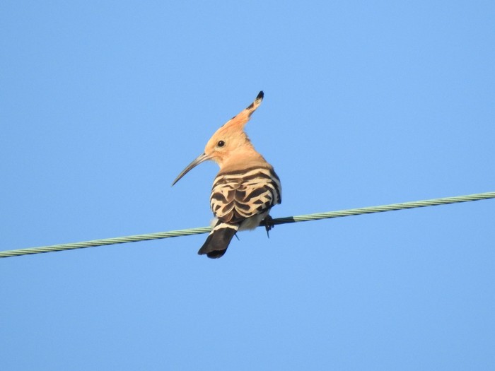 Hoopoe