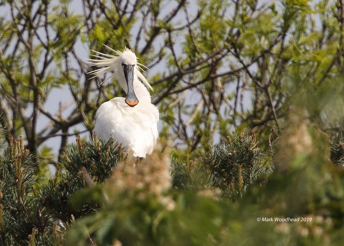 Spoonbill