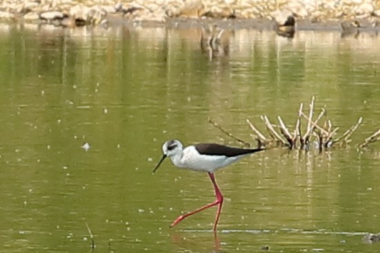 Black-winged Stilt