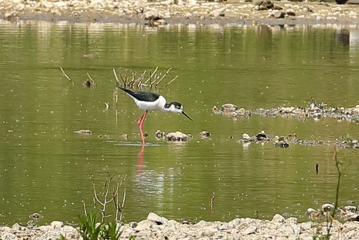 Black-winged Stilt