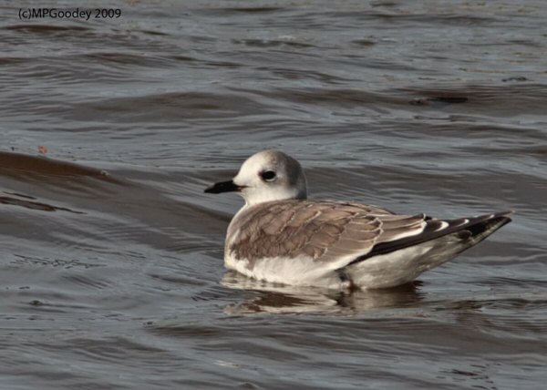 Sabine's Gull