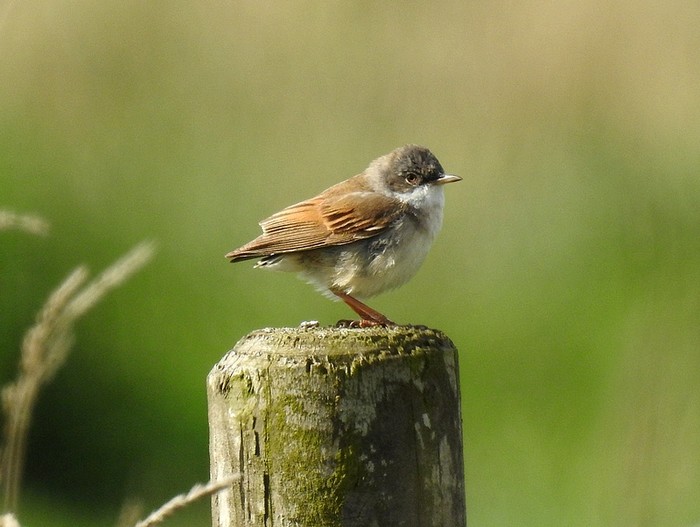 Whitethroat