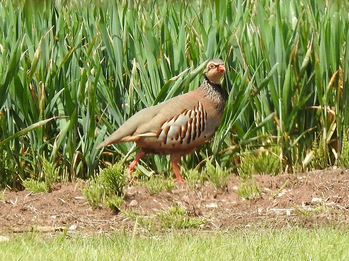 Red-legged Partridge