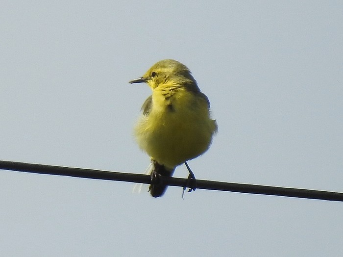 Yellow Wagtail