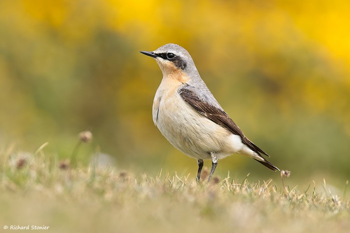 Wheatear