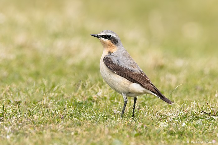 Wheatear
