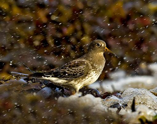 Purple Sandpiper
