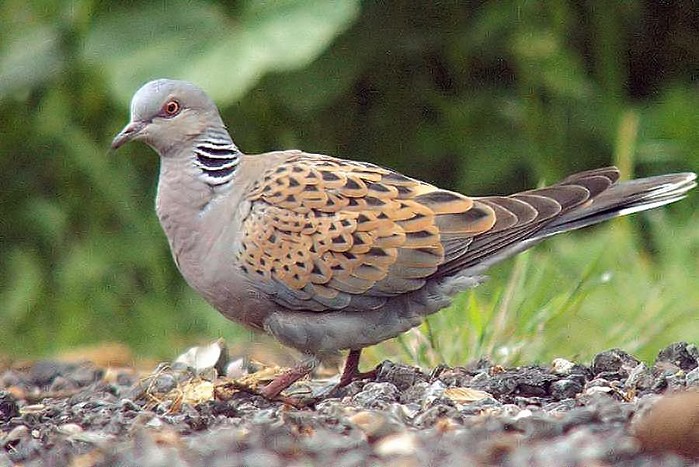Turtle Dove