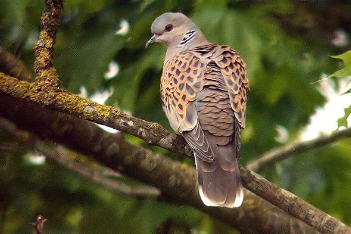 Turtle Dove