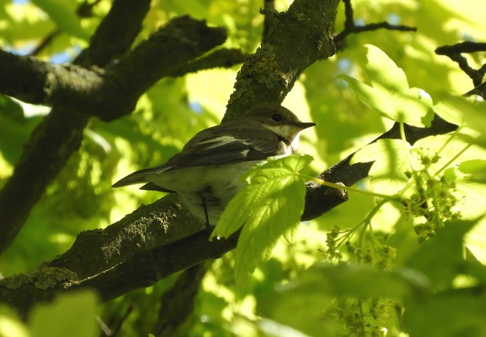 Collared Flycatcher