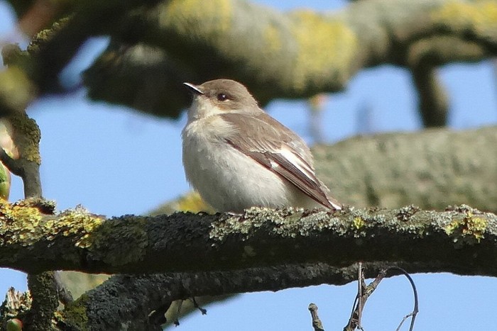Collared Flycatcher