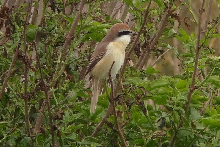 Brown Shrike