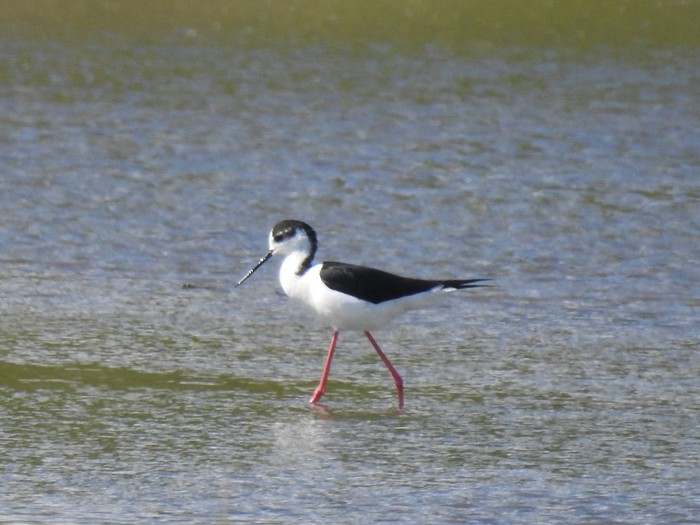 Black-winged Stilt