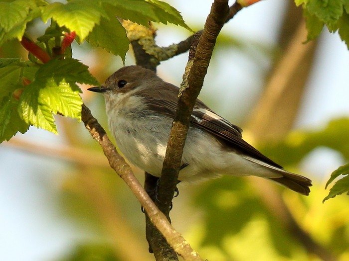 Collared Flycatcher