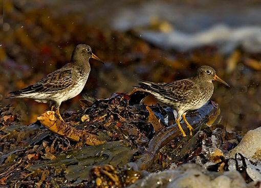 Purple Sandpiper