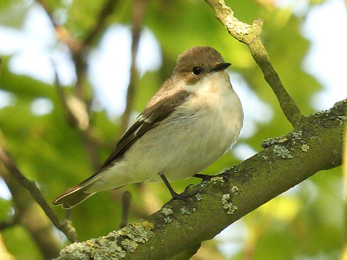 Collared Flycatcher