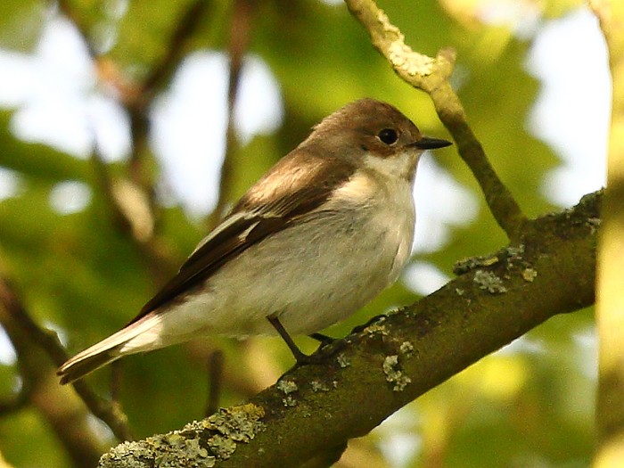 Collared Flycatcher