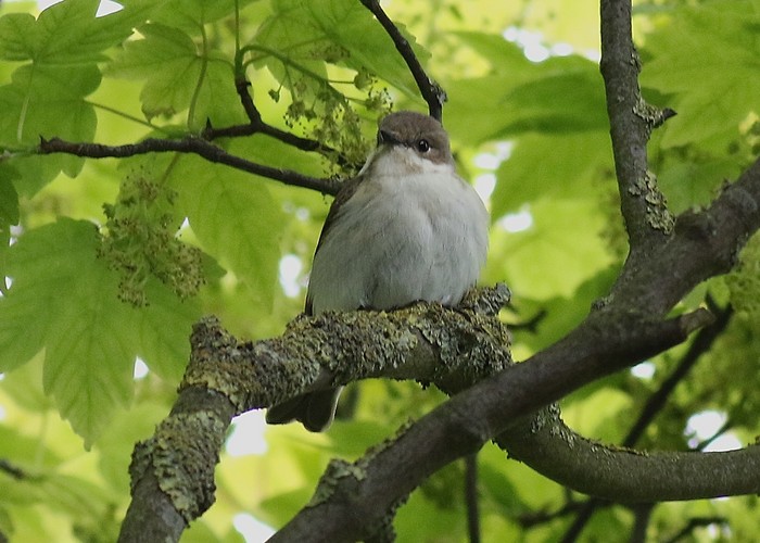 Collared Flycatcher