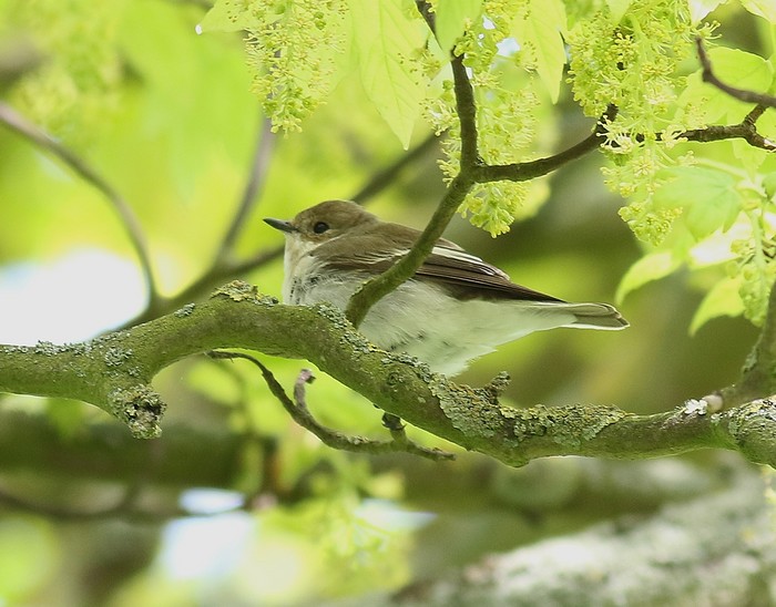 Collared Flycatcher