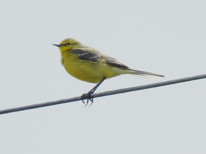 Yellow Wagtail