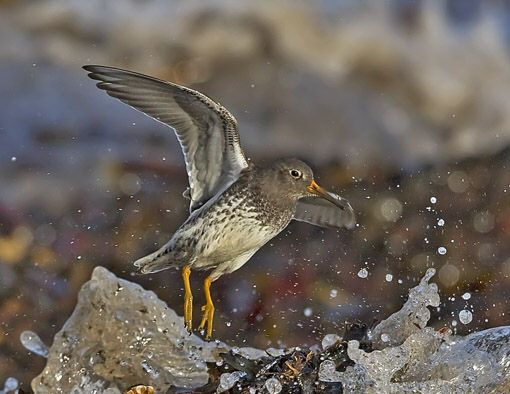 Purple Sandpiper