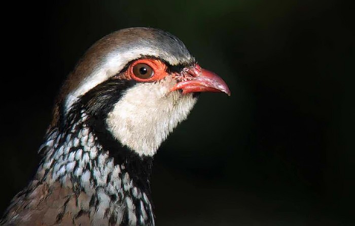 Red-legged Partridge