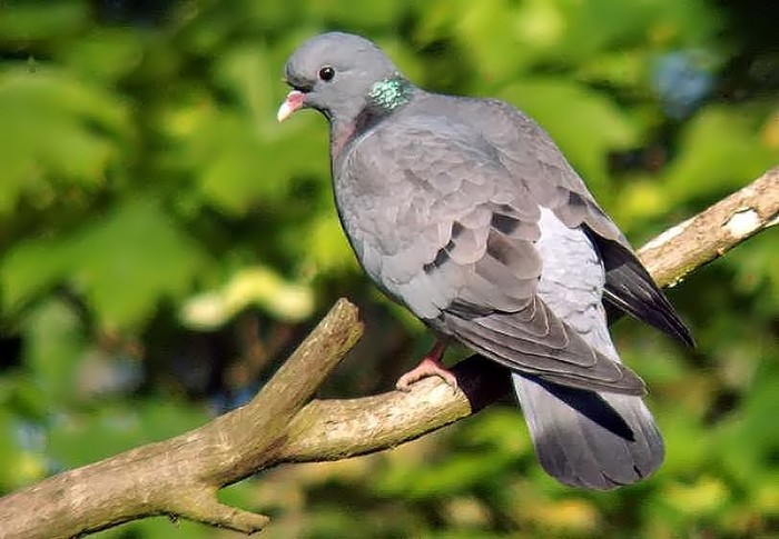 Stock Dove
