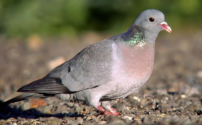 Stock Dove