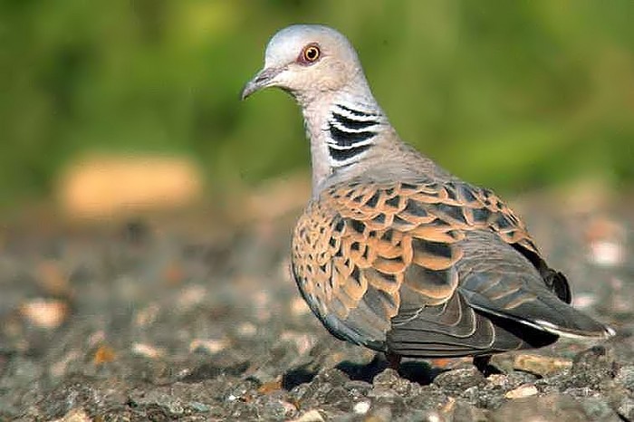 Turtle Dove