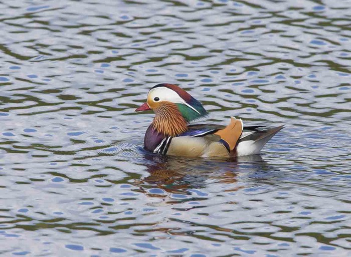 Mandarin