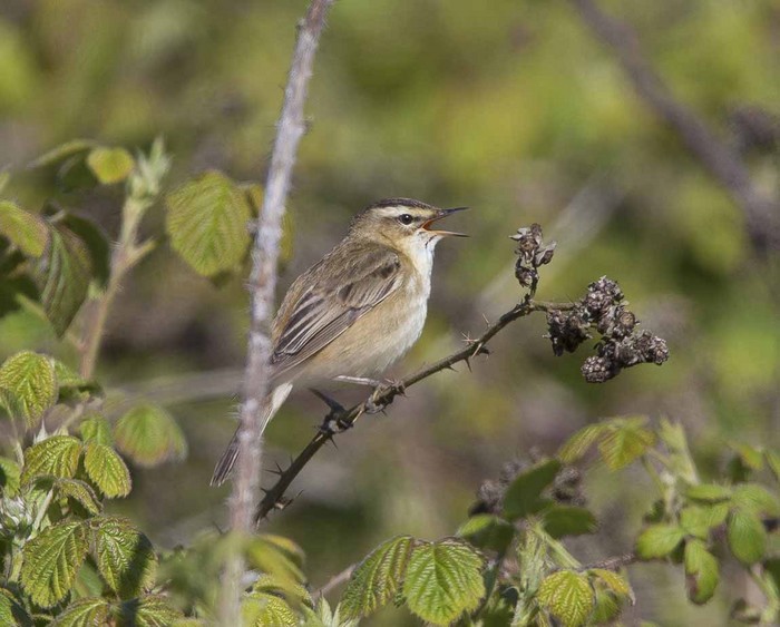Sedge Warbler
