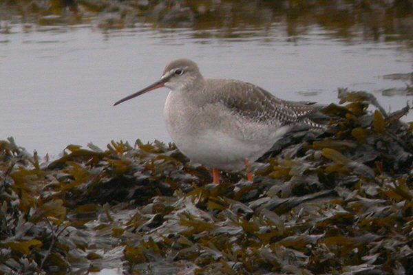 Spotted Redshank